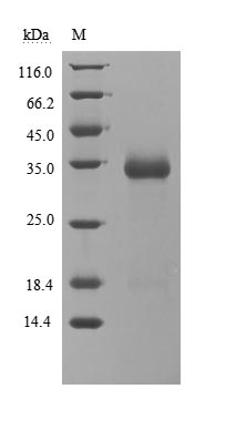 Greater than 85% as determined by SDS-PAGE.Recombinant Sars-Cov-2 Spike Glycoprotein (S) Protein (His), Active