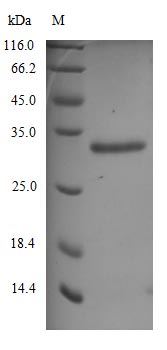 Greater than 90% as determined by SDS-PAGE.Recombinant Sars-Cov-2 Spike Glycoprotein (S) Protein (His), Active