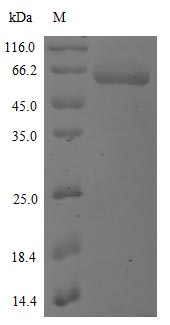 Greater than 85% as determined by SDS-PAGE.Recombinant Sars-Cov-2 Spike Glycoprotein (S) Protein (mFc)
