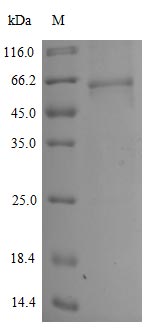 Greater than 90% as determined by SDS-PAGE.Recombinant Sars-Cov-2 Spike Glycoprotein (S) Protein (mFc), Active