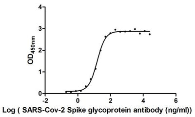 Activity Measured by its binding ability in a functional ELISA. Immobilized SARS-CoV-2-S1-RBD at 2 μg/ml can bind SARS-CoV-2-S Antibody , the EC 50 of SARS-CoV-2-S1-RBD protein is 13.96 -16.62 ng/ml. Biological Activity AssayRecombinant Sars-Cov-2 Spike Glycoprotein (S) Protein (His&Myc), Active