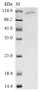 Greater than 85% as determined by SDS-PAGE.Recombinant Sars-Cov-2 Spike Glycoprotein (S) Protein (mFc)
