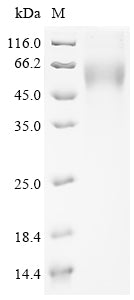 Greater than 90% as determined by SDS-PAGE.Recombinant Sars-Cov-2 Spike Glycoprotein (S) Protein (His)