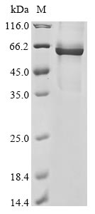 Greater than 85% as determined by SDS-PAGE.