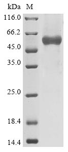 Greater than 85% as determined by SDS-PAGE.