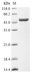 Greater than 90% as determined by SDS-PAGE.Recombinant Arginine Deiminase (ARCA) Protein (His)