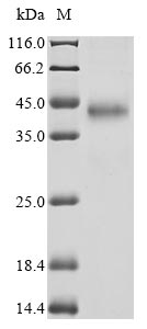 Greater than 90% as determined by SDS-PAGE.