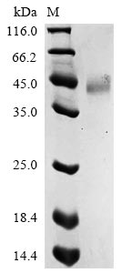 Greater than 90% as determined by SDS-PAGE.