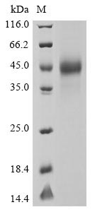 Greater than 90% as determined by SDS-PAGE.