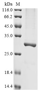 Greater than 90% as determined by SDS-PAGE.