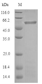 Greater than 90% as determined by SDS-PAGE.Recombinant Porphyromonas Gingivalis Gingipain R1 (RGPA) Protein (His)