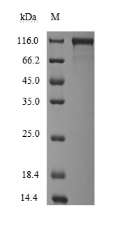 Greater than 90% as determined by SDS-PAGE.Recombinant Cynomolgus Monkey Angiotensin-Converting Enzyme (ACE2) Protein (hFc), Active