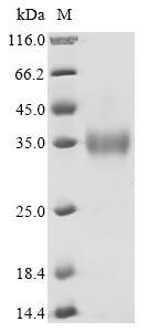 Greater than 90% as determined by SDS-PAGE.Recombinant Human Betacoronavirus 2C Emc/2012 Spike Glycoprotein (S) Protein (His)