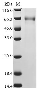 Greater than 90% as determined by SDS-PAGE.