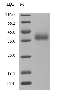 Greater than 95% as determined by SDS-PAGE.