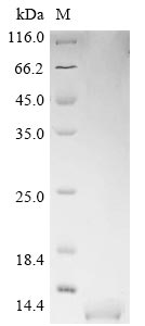 Greater than 90% as determined by SDS-PAGE.Recombinant Heteroscodra Maculata Delta-Theraphotoxin-Hm1A (DELTA-TRTX-HM1A) Protein (His&Myc)