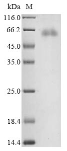 Greater than 90% as determined by SDS-PAGE.