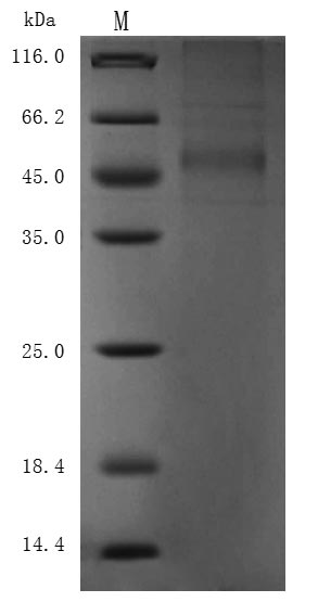 Greater than 85% as determined by SDS-PAGE.Recombinant Cynomolgus Monkey Delta-Like Protein 3 (DLL3) Protein (His), Active