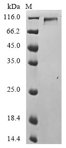Greater than 90% as determined by SDS-PAGE.