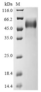 Greater than 90% as determined by SDS-PAGE.