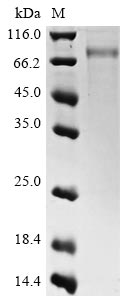 Greater than 90% as determined by SDS-PAGE.