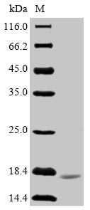 Greater than 90% as determined by SDS-PAGE.Recombinant Human Immunodeficiency Virus Type 2 Subtype A Protein Vpx (VPX) Protein (His)