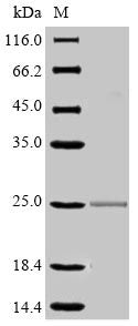 Greater than 90% as determined by SDS-PAGE.