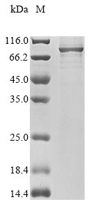 Greater than 85% as determined by SDS-PAGE.