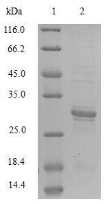 Greater than 90% as determined by SDS-PAGE.Recombinant E.Coli Trna Threonylcarbamoyladenosine Biosynthesis Protein Tsae (TSAE) Protein (Flag)