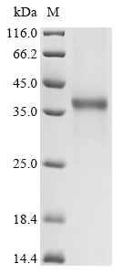 Greater than 85% as determined by SDS-PAGE.