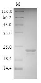 Greater than 85% as determined by SDS-PAGE.Recombinant Bovine Odorant-Binding Protein (OBP) Protein (His)