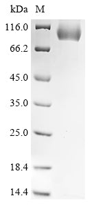 Greater than 90% as determined by SDS-PAGE.Recombinant Mouse Serine Protease Inhibitor A3K
 (SERPINA3K) Protein (hFc)