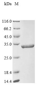 Greater than 90% as determined by SDS-PAGE.