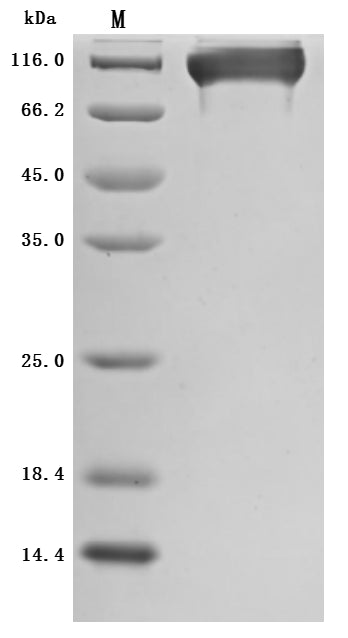 Greater than 95% as determined by SDS-PAGE.Recombinant Rhesus Macaque Semaphorin-4D Isoform 1 (SEMA4D) Protein (His), Active