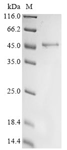 Greater than 90% as determined by SDS-PAGE.