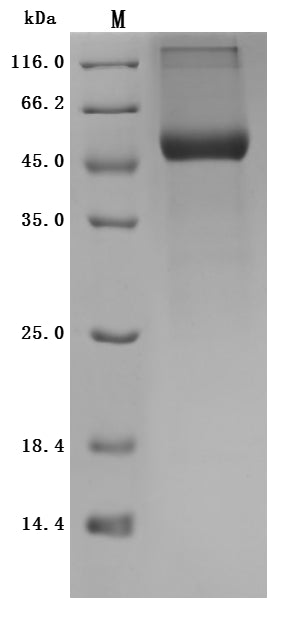 Greater than 90% as determined by SDS-PAGE.Recombinant Mouse Retinol-Binding Protein 4 (RBP4) Protein (hFc), Active