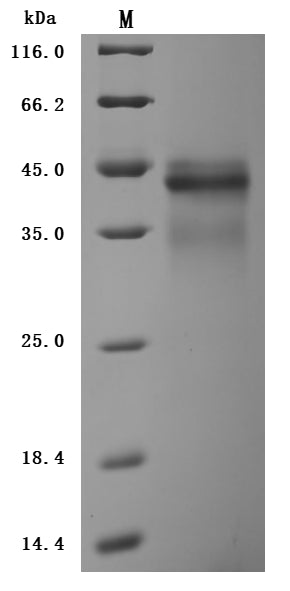 Greater than 95% as determined by SDS-PAGE.Recombinant Human Il12B&Il12A Heterodimer Protein (IL12B&IL12A) Protein (His&Flag), Active