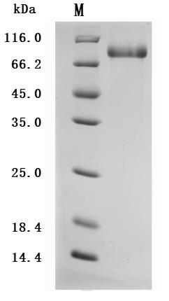 Greater than 95% as determined by SDS-PAGE.Recombinant Cynomolgus Monkey Cd93 Molecule (CD93) Protein (His), Active