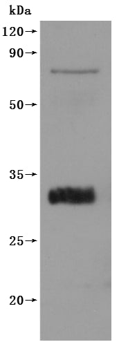 this product is detected by Mouse anti-6*His monoclonal antibody.Recombinant Cynomolgus Monkey Claudin (CLDN18) Protein (His), Active