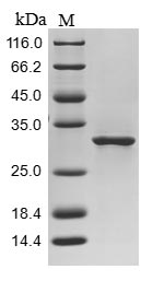 Greater than 85% as determined by SDS-PAGE.Recombinant Methanothermobacter Marburgensis F420-Dependent Nadp Reductase (FNO) Protein (His&Myc)