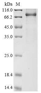 Greater than 85% as determined by SDS-PAGE.Recombinant Neosartorya Fumigata Probable Pectate Lyase C (PLYC) Protein (hFc)