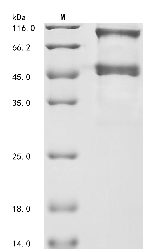 Greater than 85% as determined by SDS-PAGE.