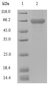 Greater than 90% as determined by SDS-PAGE.Recombinant Human Atp-Dependent Rna Helicase A (DHX9) Protein (Flag-Myc)