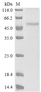 Greater than 90% as determined by SDS-PAGE.Recombinant Mouse Alpha- (FUT7) Protein (His&Myc)