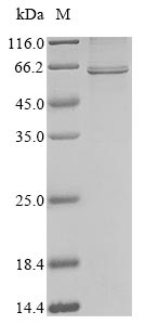 Greater than 85% as determined by SDS-PAGE.