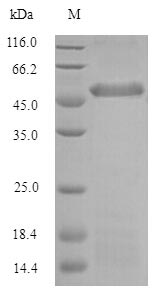 Greater than 90% as determined by SDS-PAGE.Recombinant Bovine Pentraxin-Related Protein Ptx3 (PTX3) Protein (Flag-Myc)