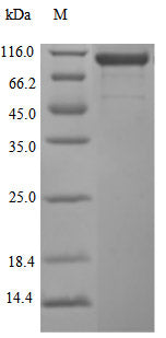 Image for Recombinant Human Cadherin-17 (CDH17) Protein (His), Active