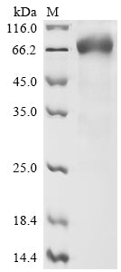 Greater than 90% as determined by SDS-PAGE.