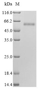 Greater than 85% as determined by SDS-PAGE.Recombinant Human Hyaluronidase-2 (HYAL2) Protein (His&Myc)