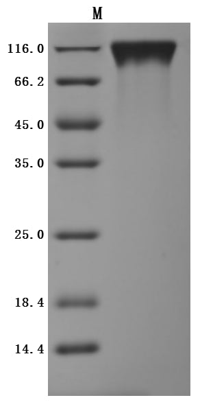 Greater than 95% as determined by SDS-PAGE.